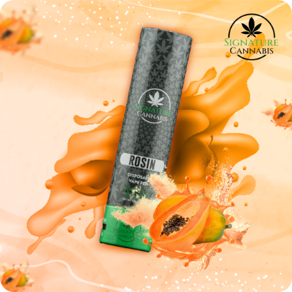 Sundae Driver x Papaya Cake